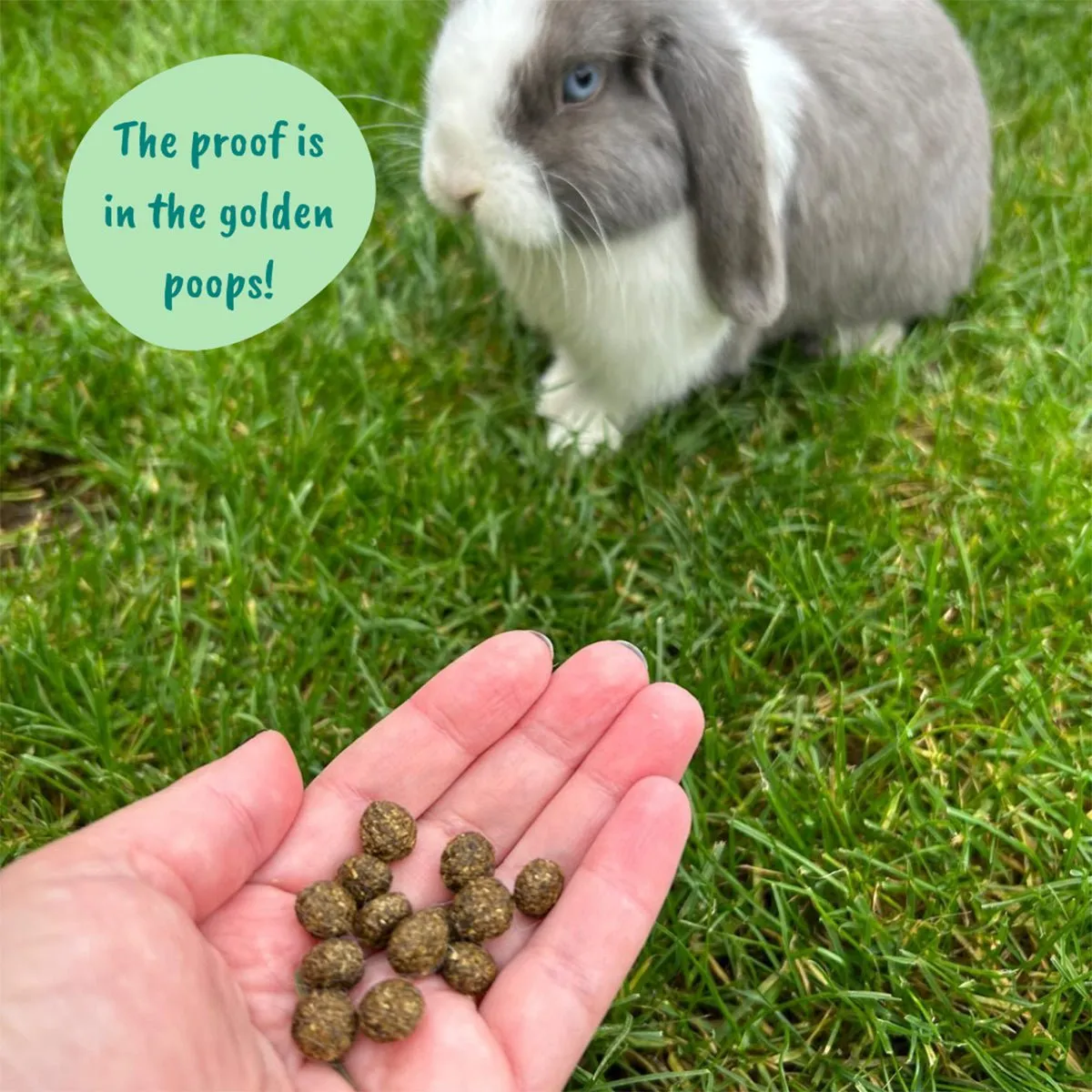 HayDay Moreish Meadow weidehooi 1 kg vezelrijk zacht
