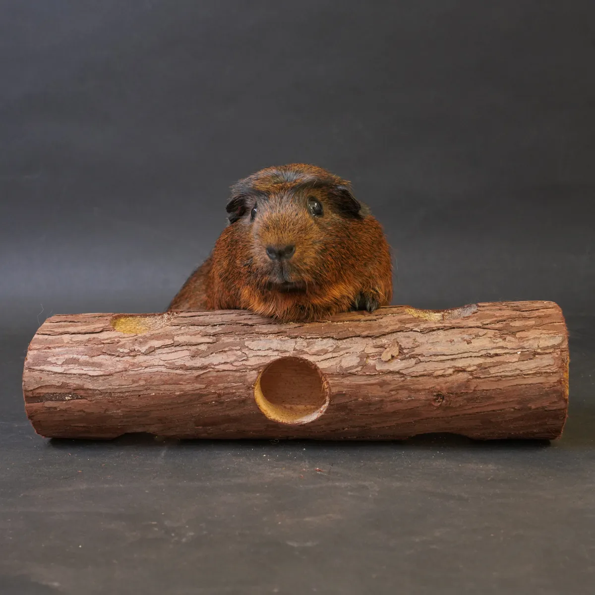 Jouw Cavia Knaagstam L knaagspeelgoed vulbaar