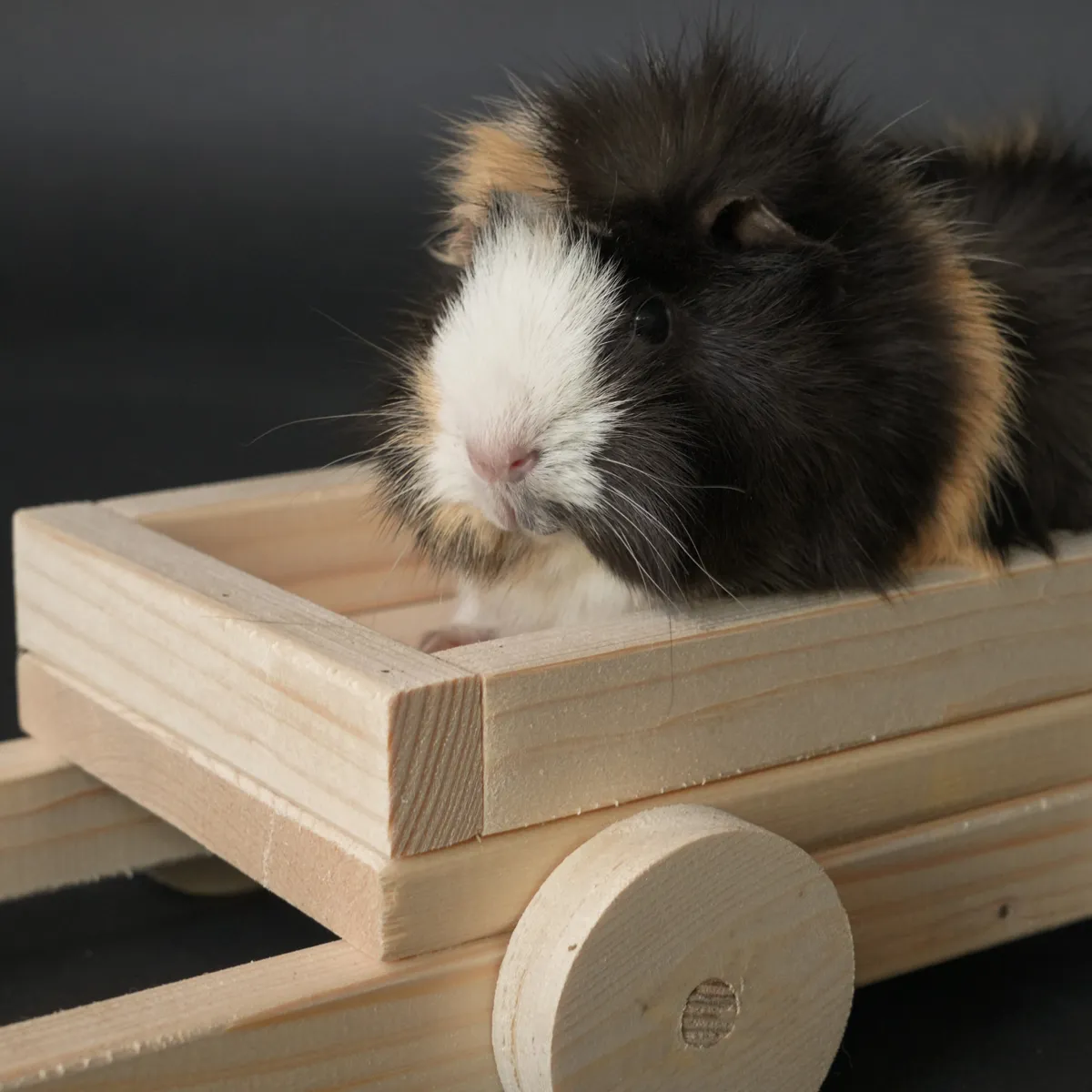 Jouw Cavia Snackwagen S houten cavia speeltje vurenhout
