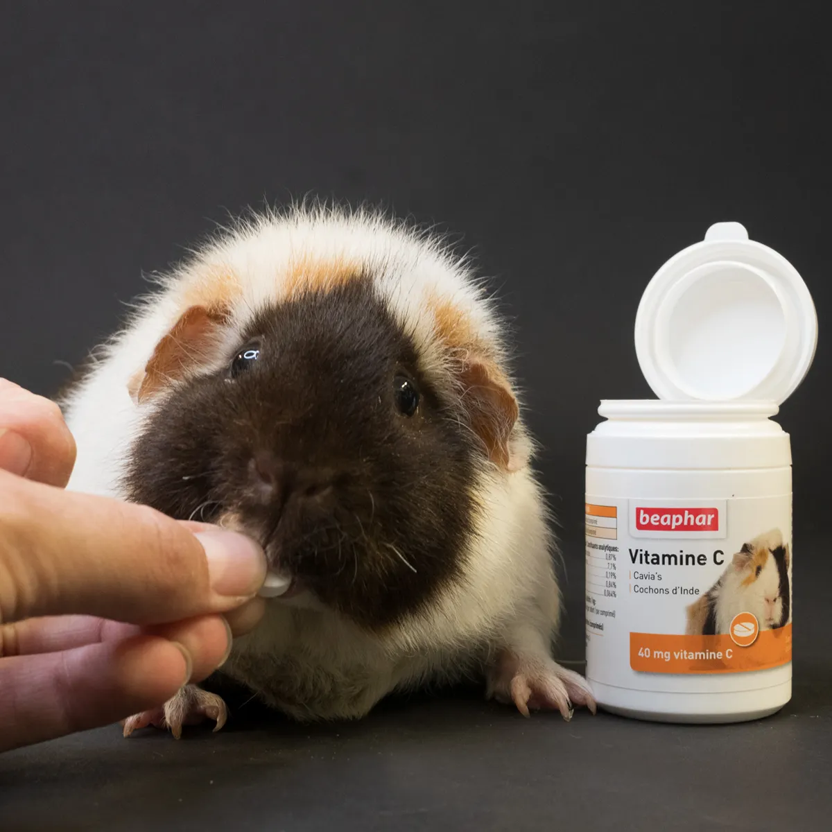 Jouw Cavia Vitamine C tabletten sinaasappel 40 mg