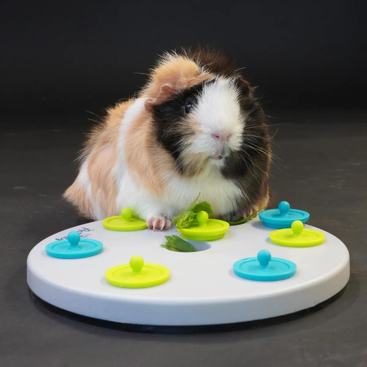 Jouw Cavia Pick & Find denkspel grijs cavia snackspel