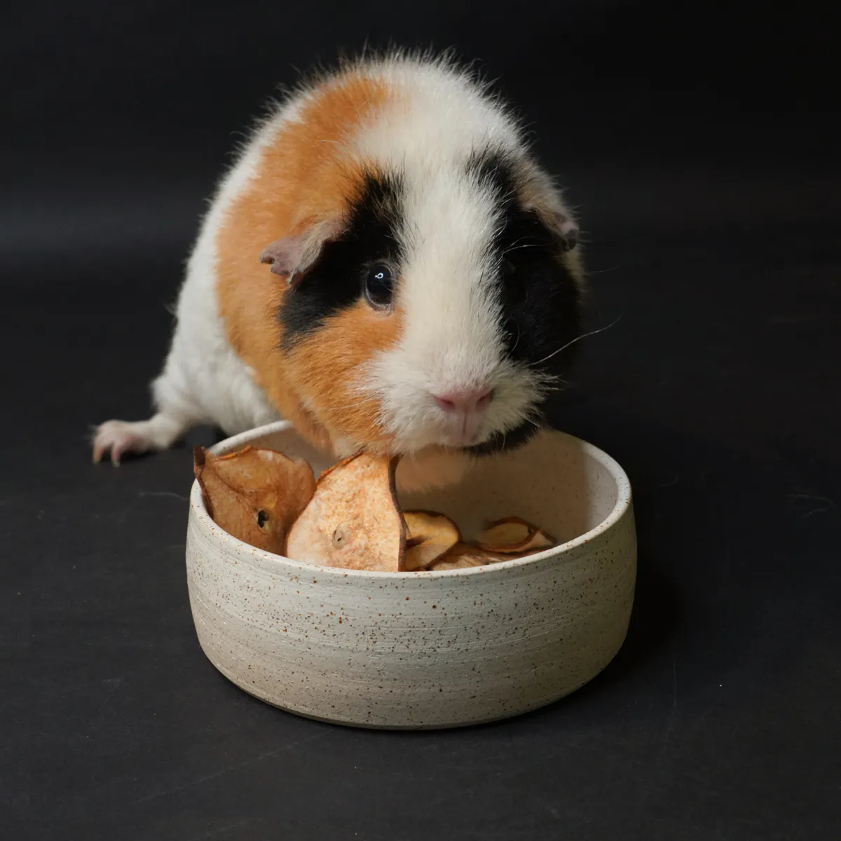 Jouw Cavia Isabella eet- en drinkbak S keramiek wit