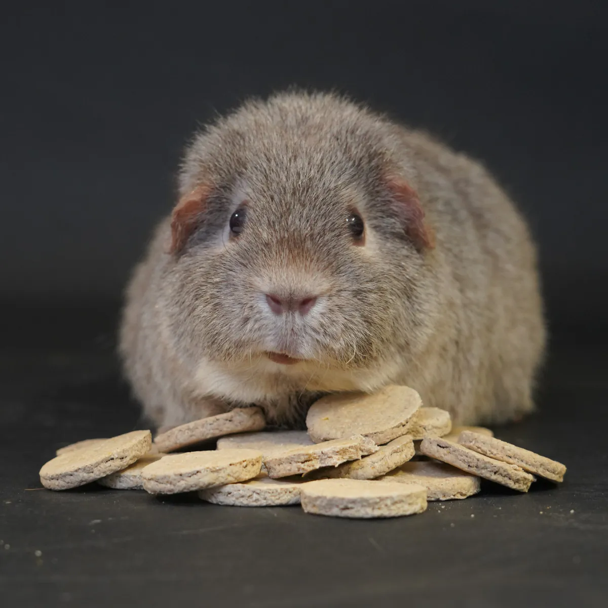 Jouw Cavia Chicory Charm cookies koekjes natuurlijk