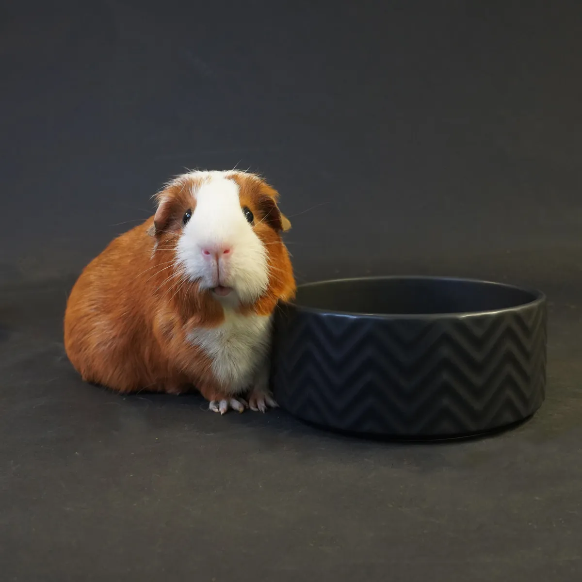 Jouw Cavia Black Mozaiek voerbak M voer en water