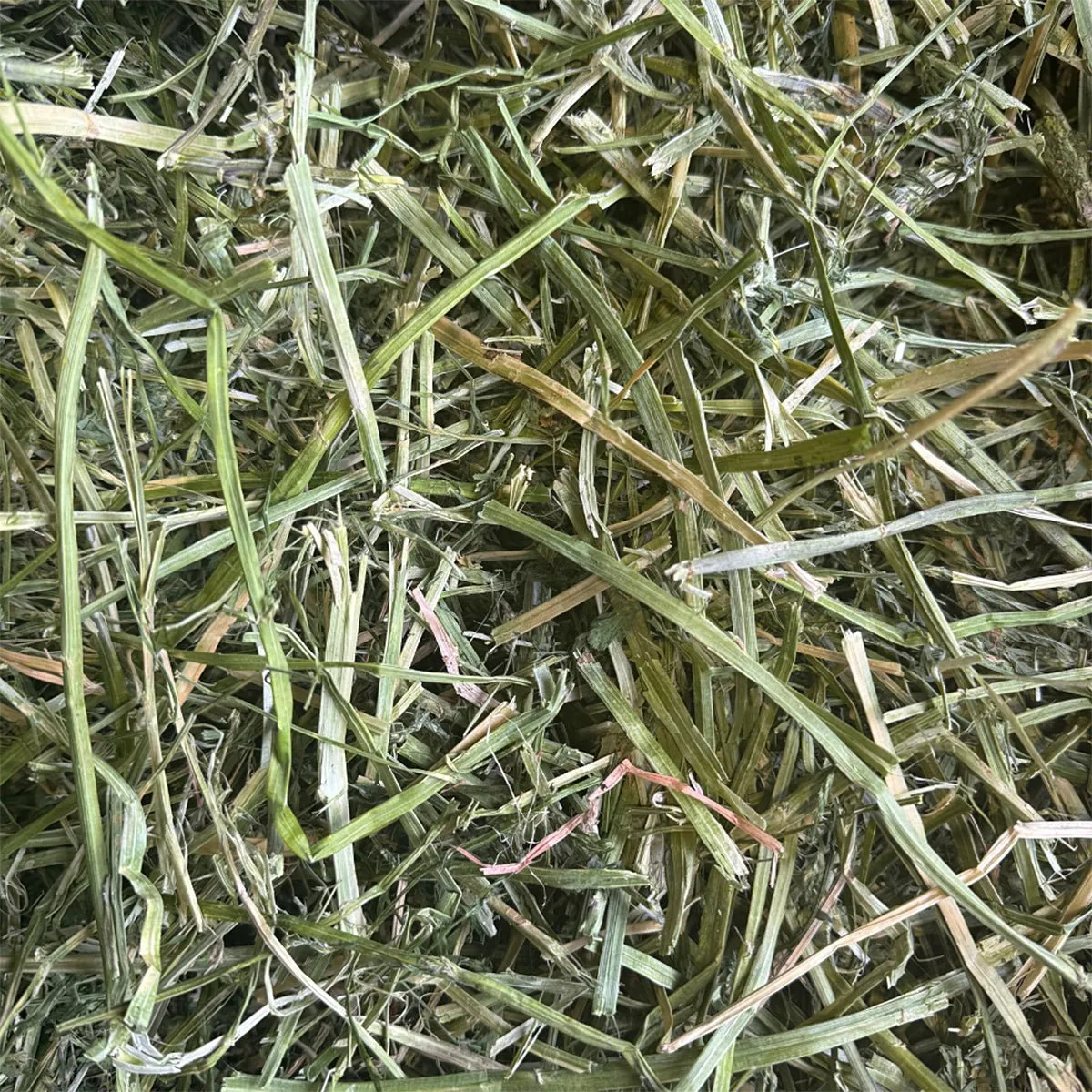 HayPigs HayDay Alfalfa hooi 1kg calciumrijk