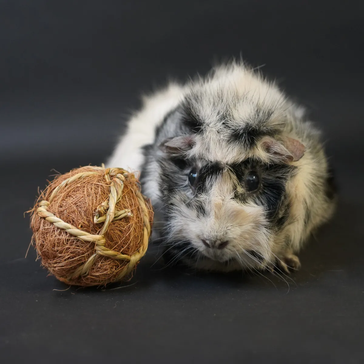 Jouw Cavia Kokosbal speelbal kokos