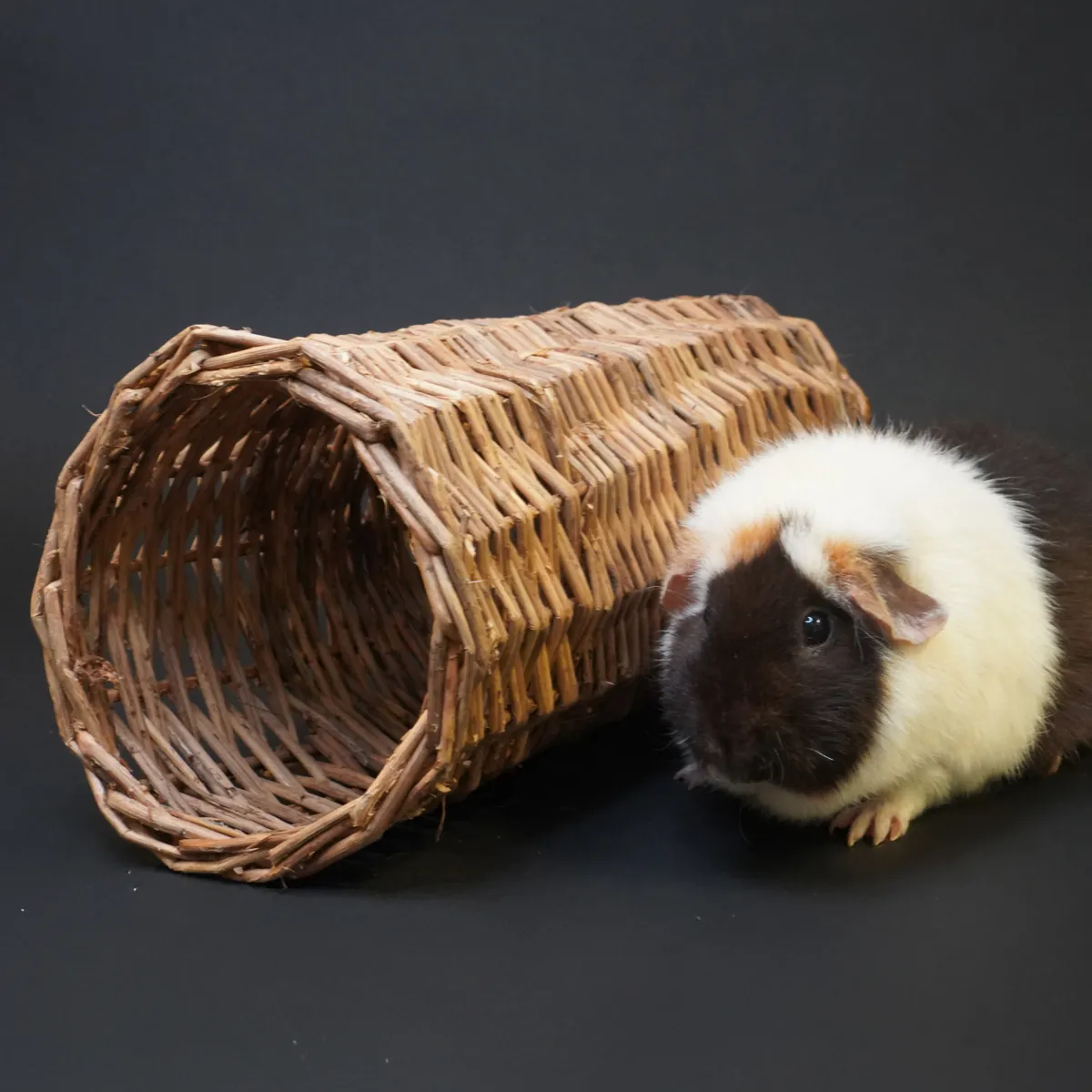Jouw Cavia Wilgentunnel M speeltunnel voor cavia wilg