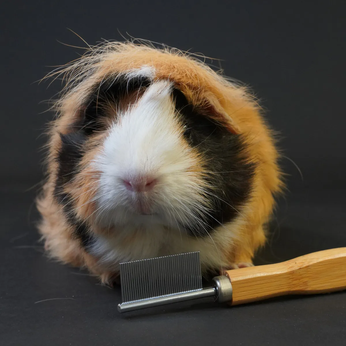 Jouw Cavia Kam Wood vachtkam cavia klitkam