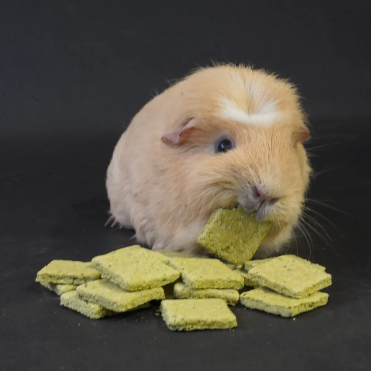 Jouw Cavia Celery Crunch Cookies caviakoekjes selderij natuurlijk