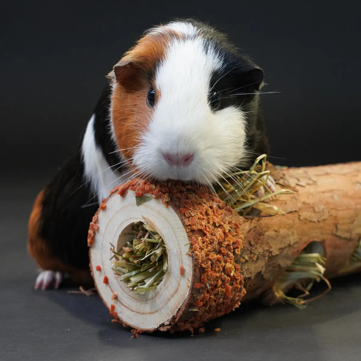 Jouw Cavia Snackstam M hooispeelgoed navulbaar