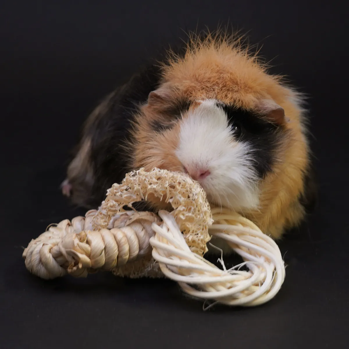 Jouw Cavia Luffaringen knaagspeelgoed 100% natuurlijk