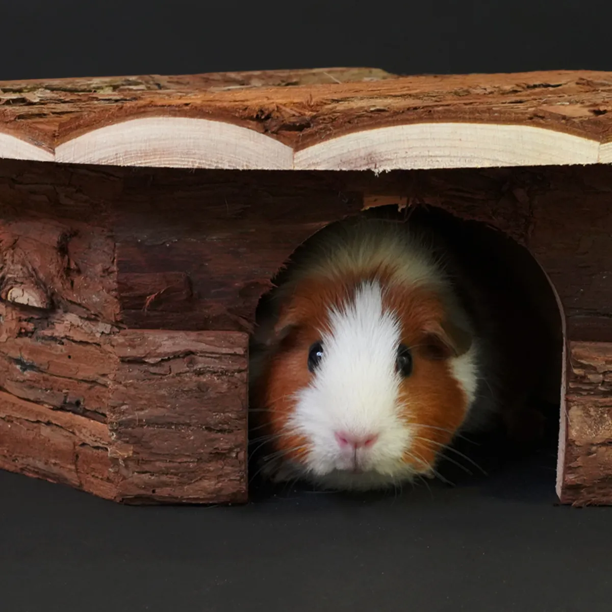 Jouw Cavia Hide Triangle S schuilhuis cavia hout knaagbaar