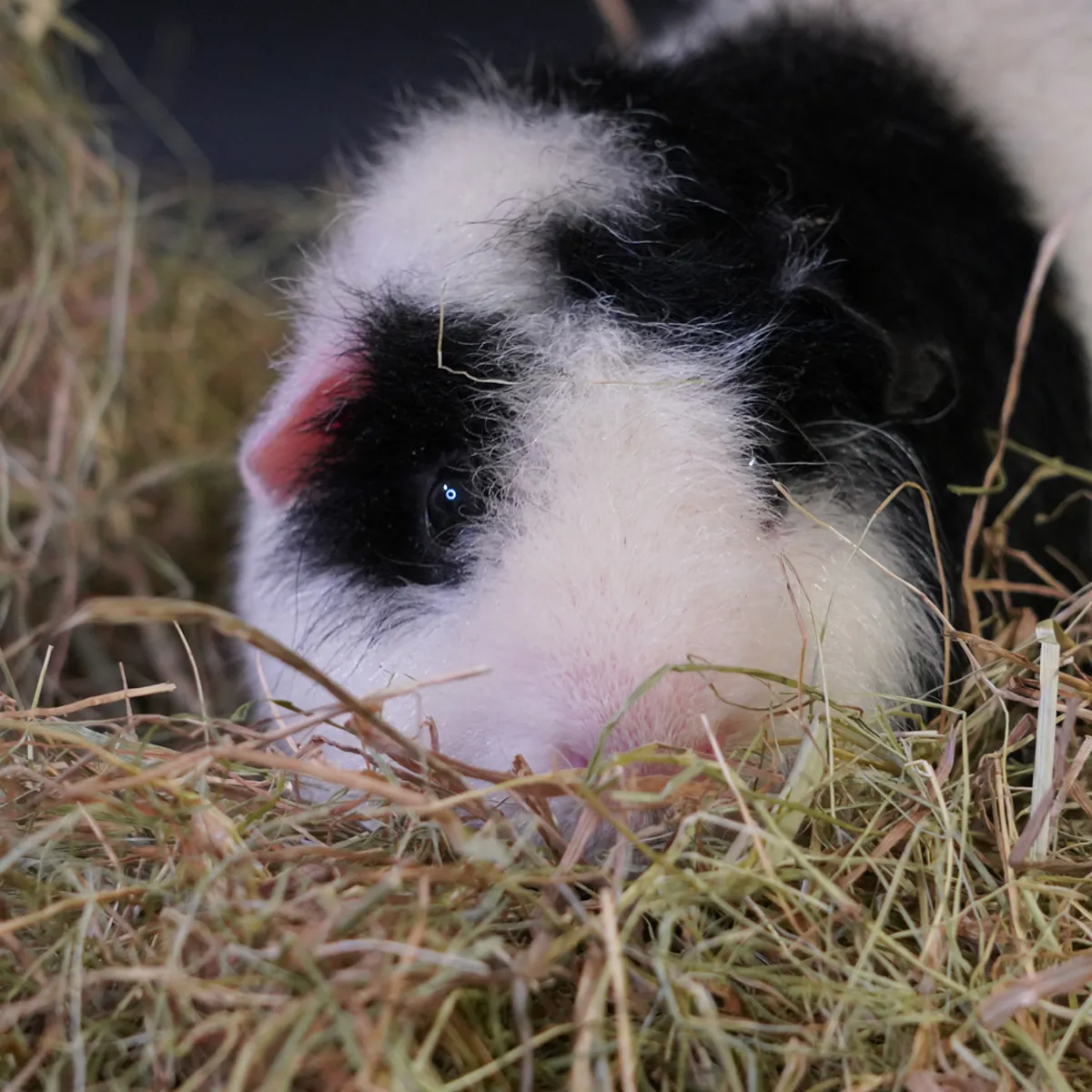 Jouw Cavia KonaCorn kruidenhooi appel munt vezelrijk