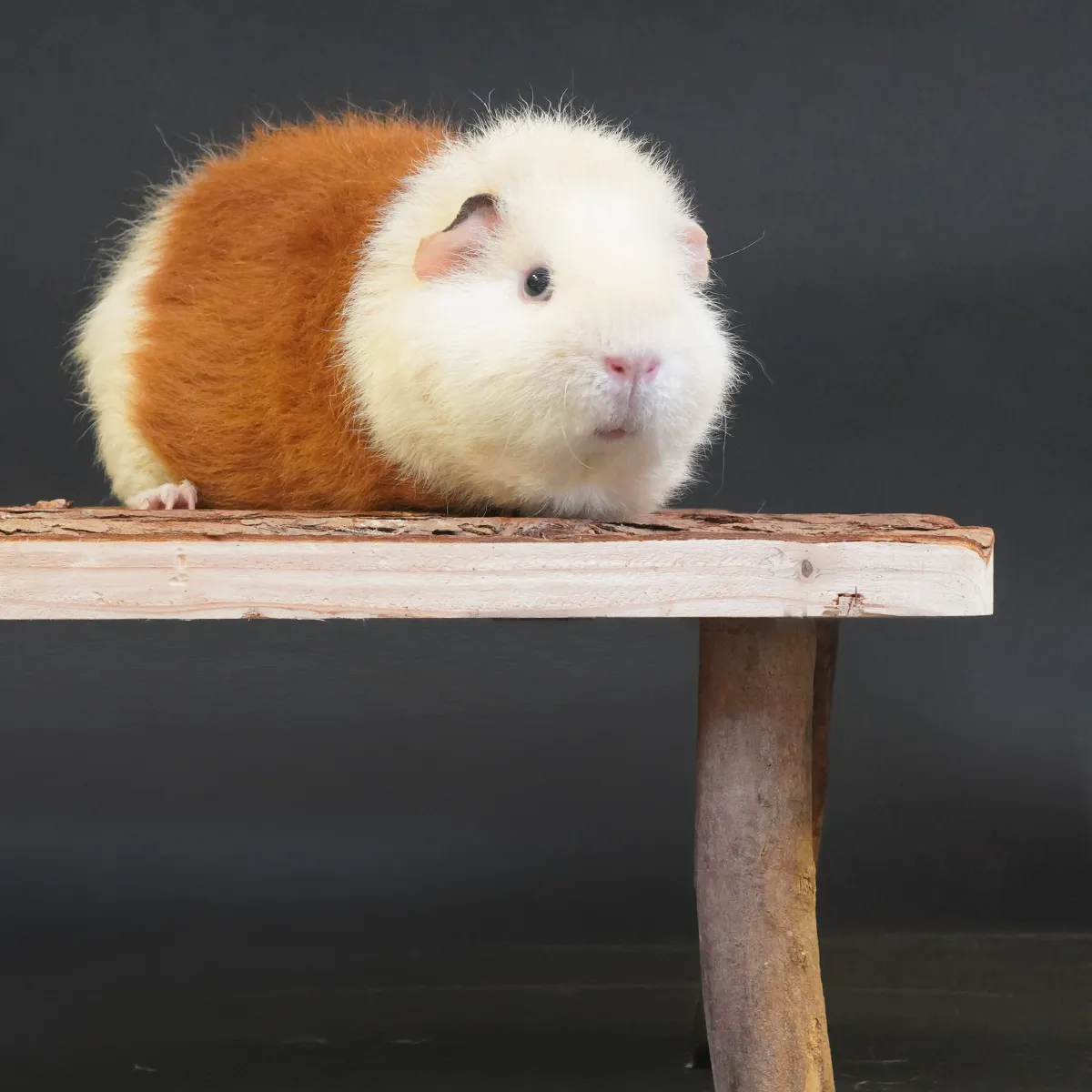 Jouw Cavia Relax Plateau plateau cavia hout knaagveilig
