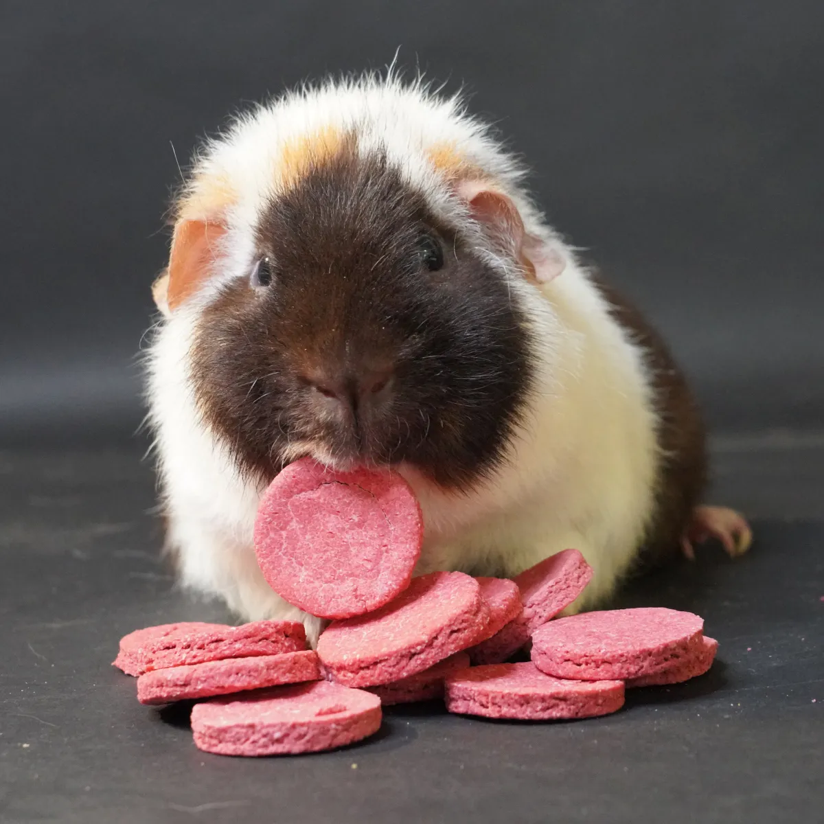 Jouw Cavia Best of Beetroot koekjes rode biet