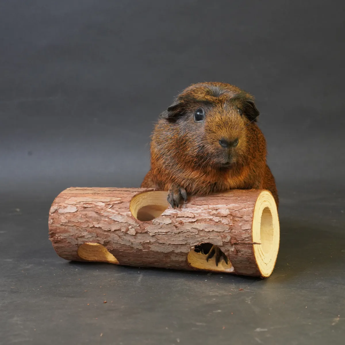 Jouw Cavia knaagstam S hout vulling