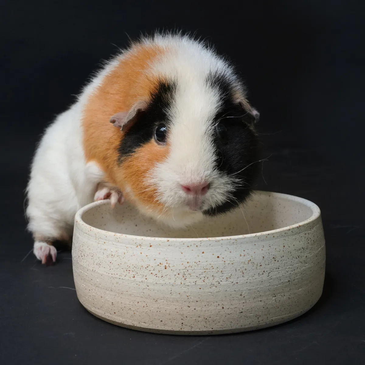 Jouw Cavia Eet- en Drinkbak Isabella M keramiek gespikkeld