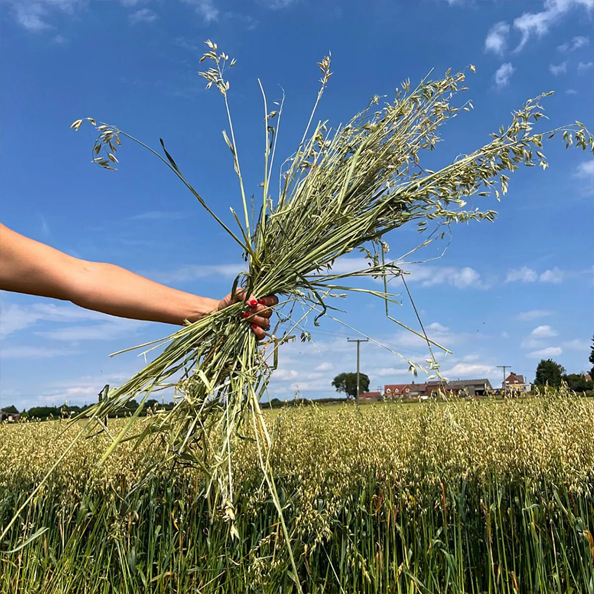 HayDay Oat Hay haverhooi 1kg vezelrijk