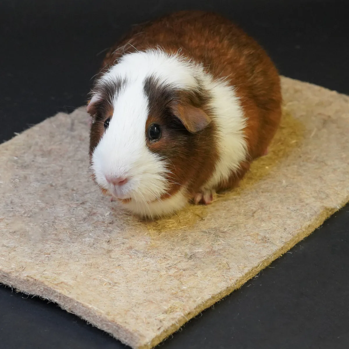 Jouw Cavia Hennepmat S bodembedekking knaagveilig