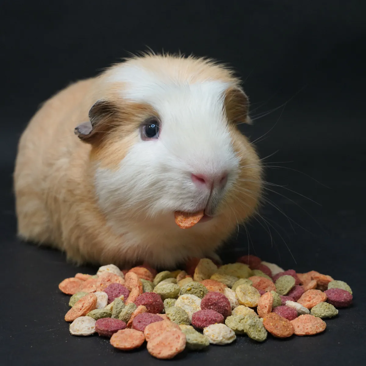 Jouw Cavia Party Pebbles snack mix beloning