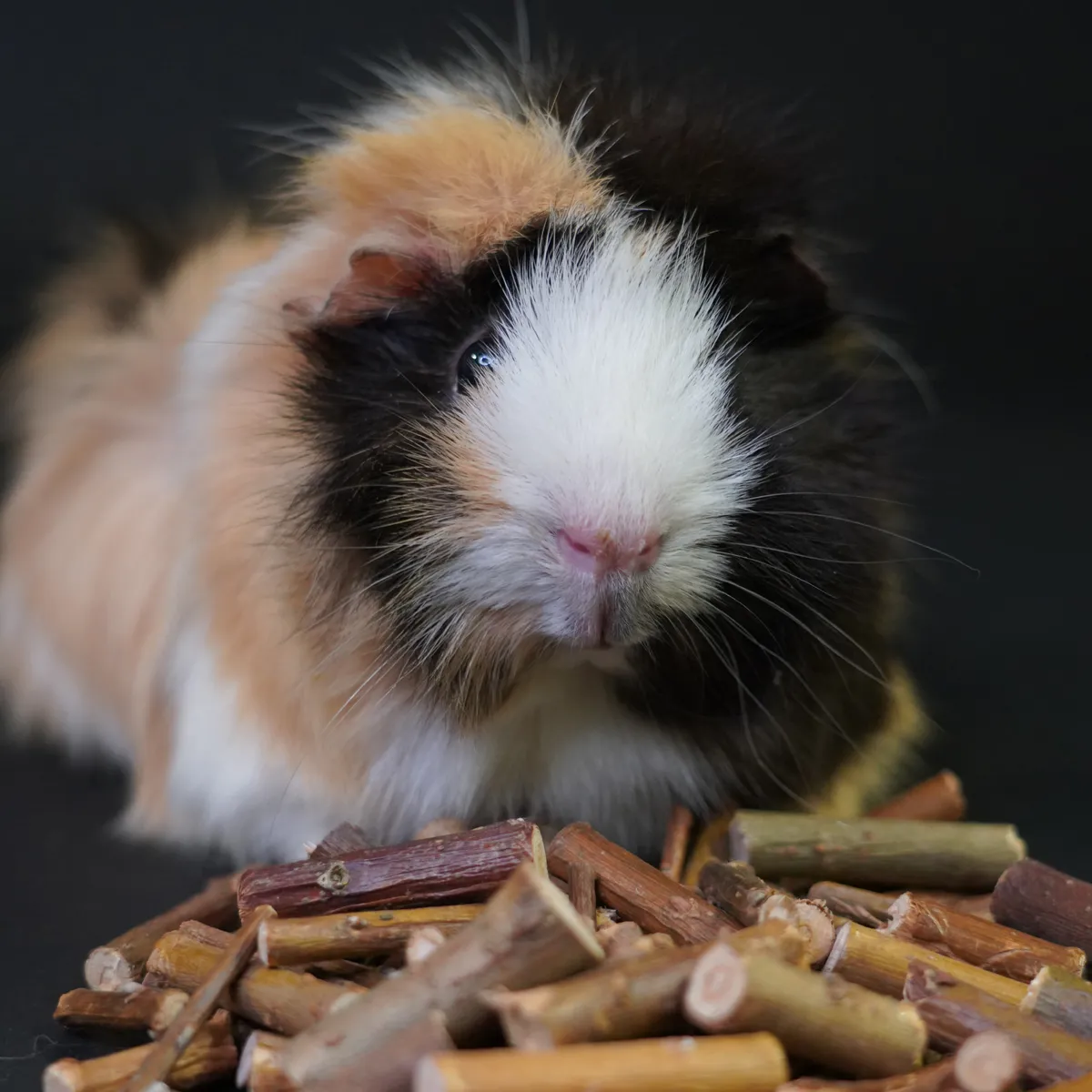 Jouw Cavia Wilgenstokjes knaaghout natuurlijk