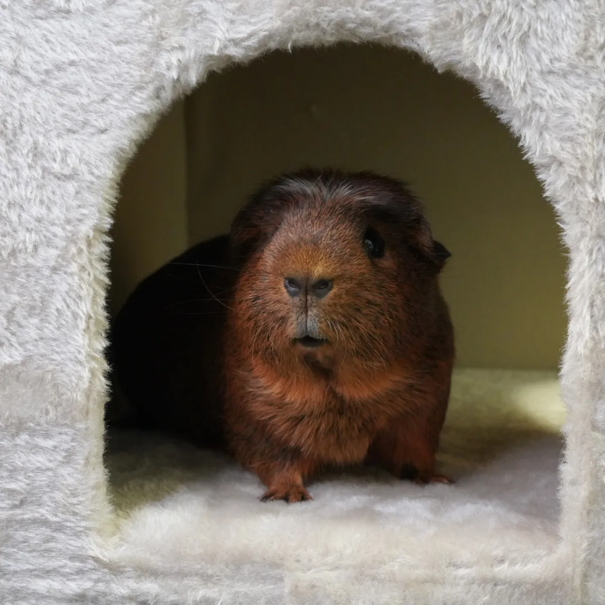 Jouw Cavia Hide Softy schuilhuis beige pluche