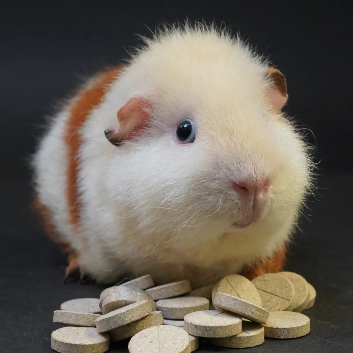 Jouw Cavia Multivitamine Snack caviavoer met vitamine A D3 E
