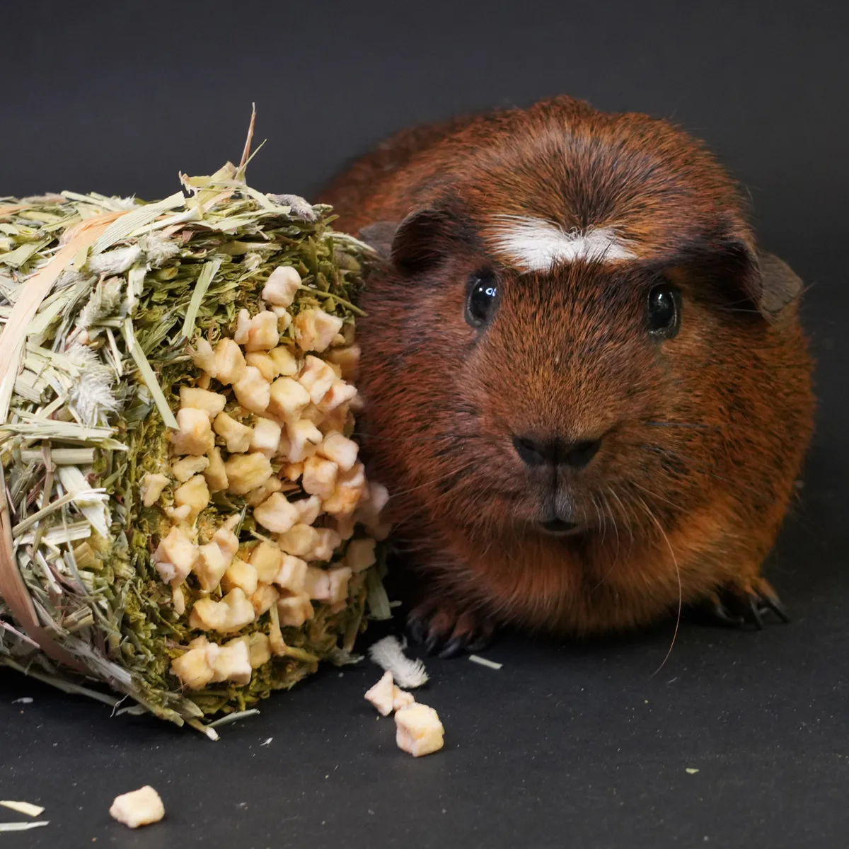 Jouw Cavia Hay Cake hooikoek appel vitamine C