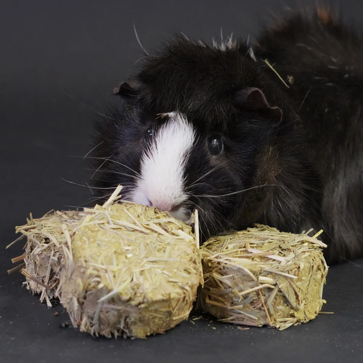 Jouw Cavia Hay Rondo’s hooikoekjes spinazie cavia