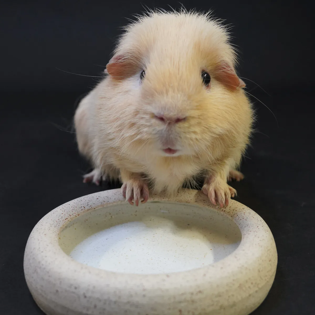 Jouw Cavia Evita eet- en drinkbak keramiek wit