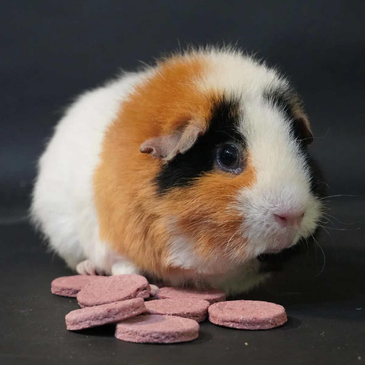 Jouw Cavia Strawberry Kiss Cookies snack voor cavia aardbei