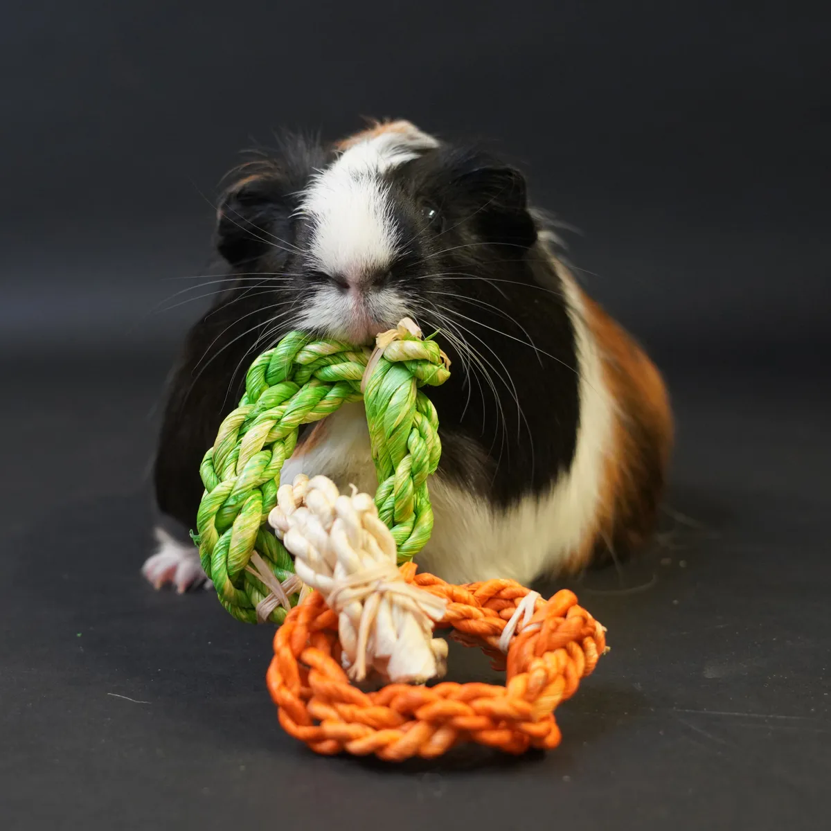 Jouw Cavia Corn Rings maïsblad speeltje natuurlijk