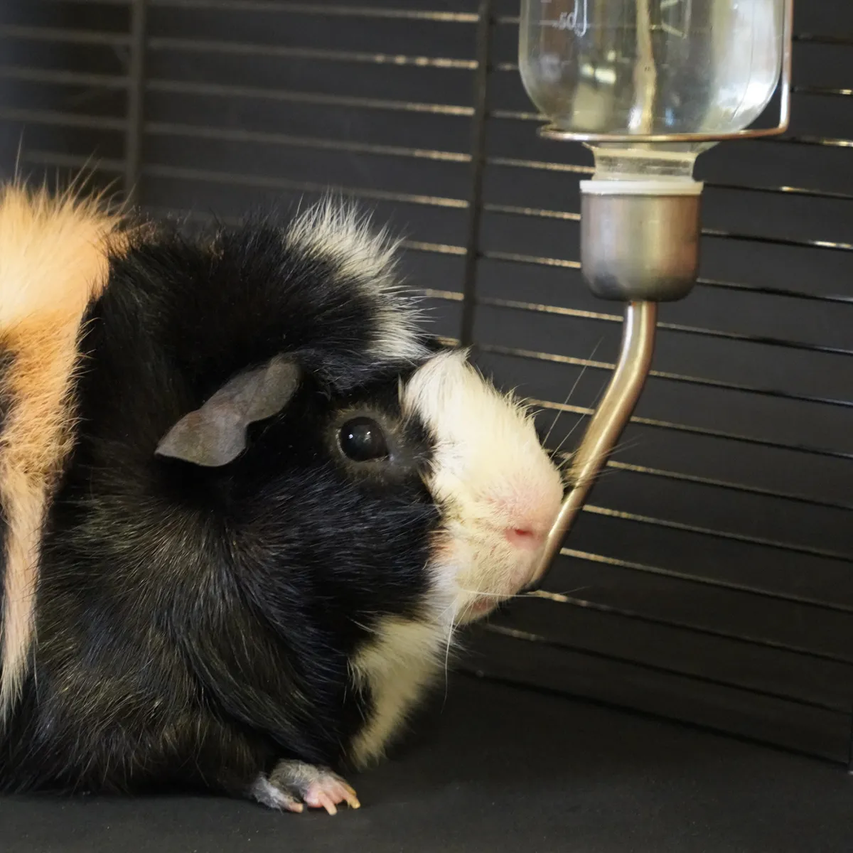 Jouw Cavia Waterfles Glas S drinkfles met maïskolf vlotter