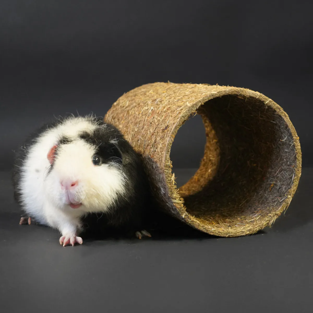 Jouw Cavia Bloemenweide tunnel S voor cavia