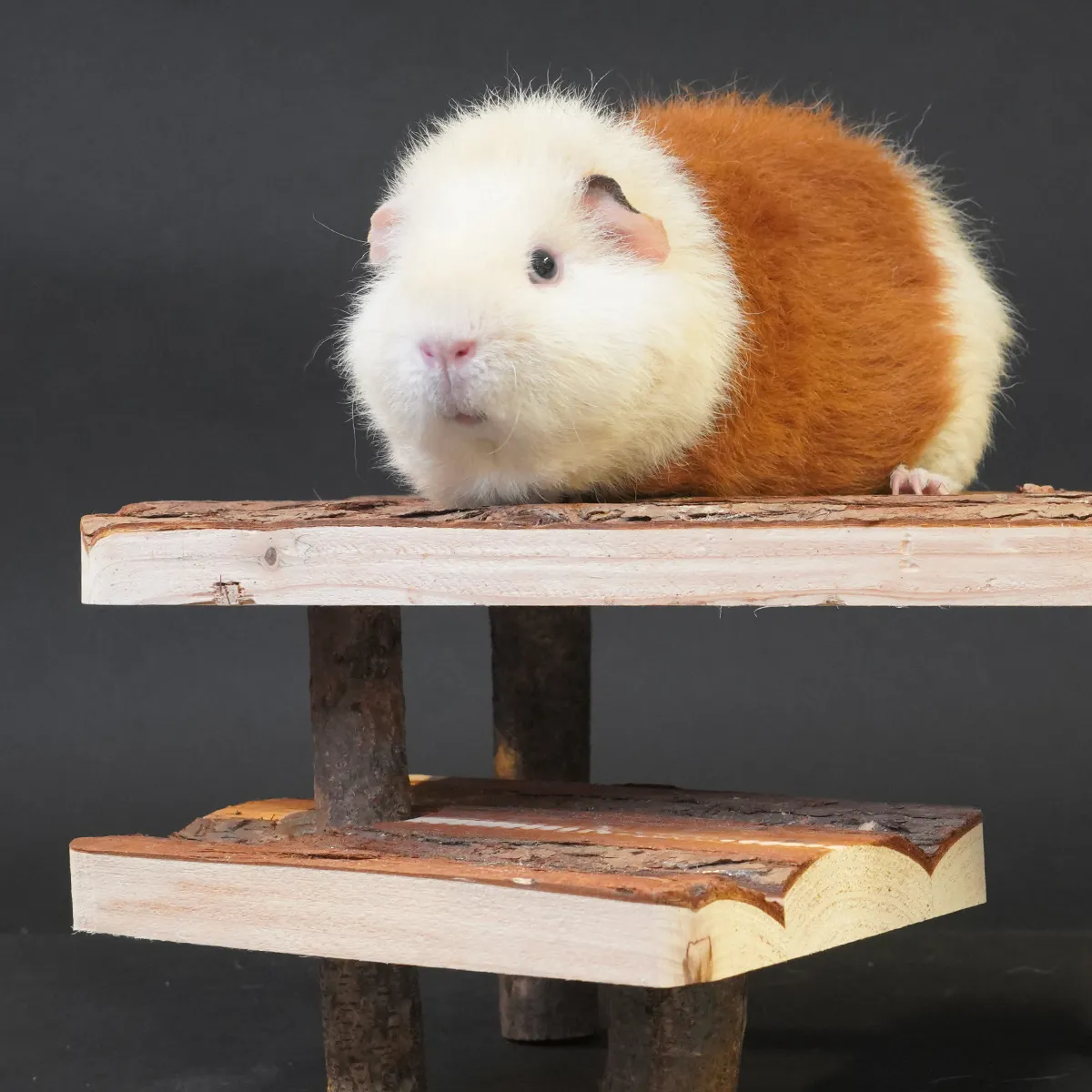 Jouw Cavia Relax Plateau Plus houten plateau cavia