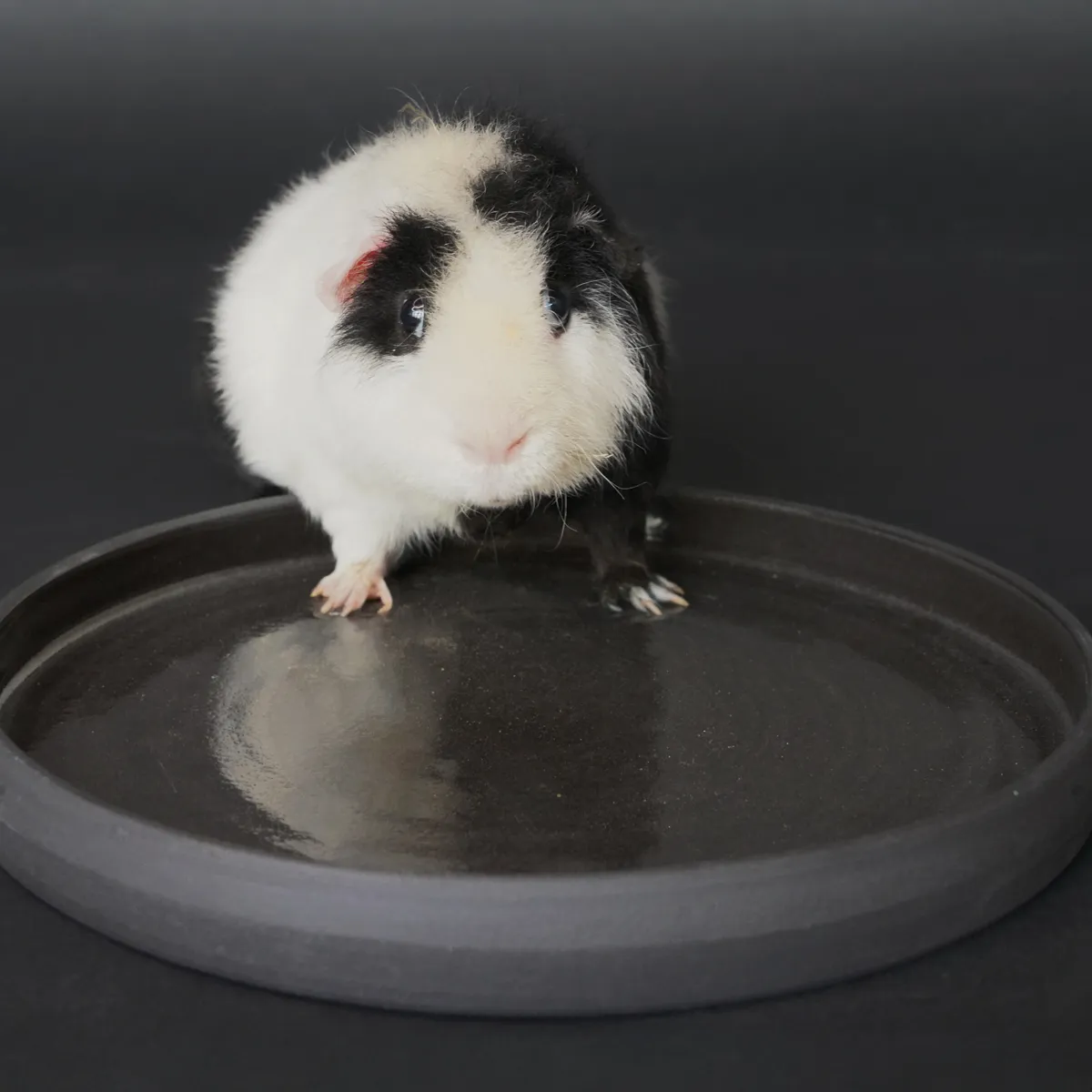 Jouw Cavia Levi kruidenschaal M Nigra klei geglazuurd