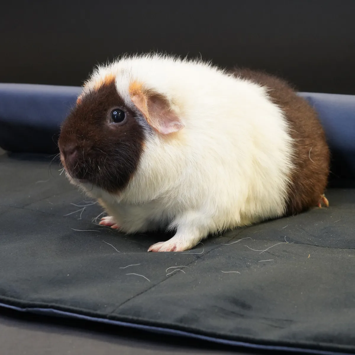 BIABED Piggie Mat hokdeken M waterdicht cavia