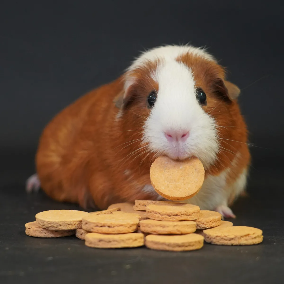 Jouw Cavia Tasty Tomato Cookies snack tomaat