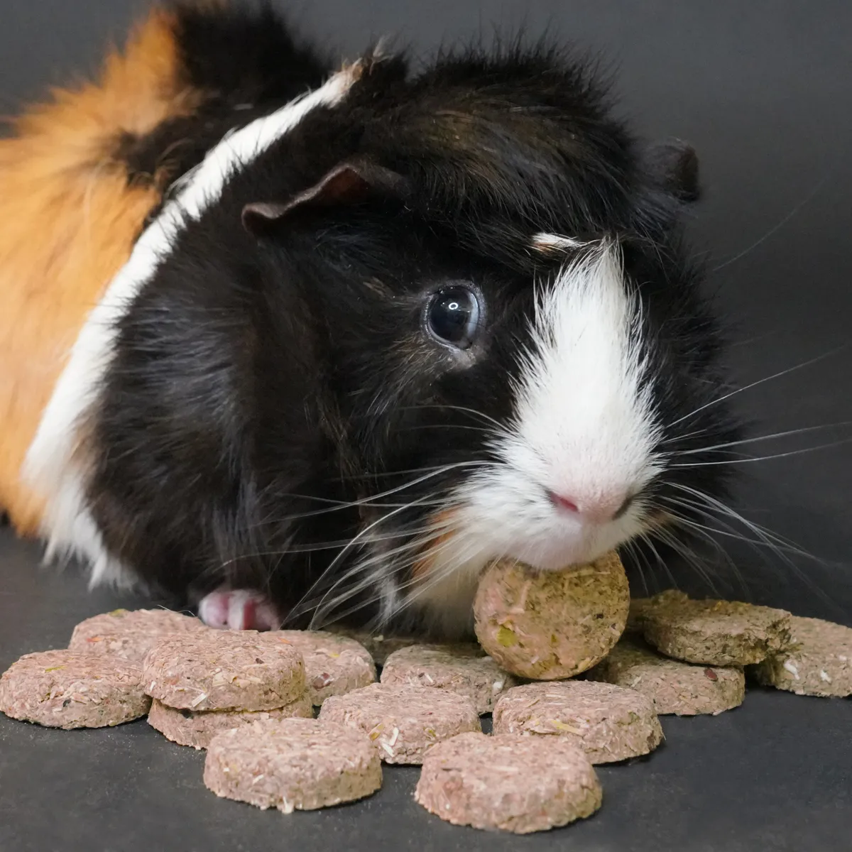 Jouw Cavia Care treats joint mobility graanvrije snack kurkuma