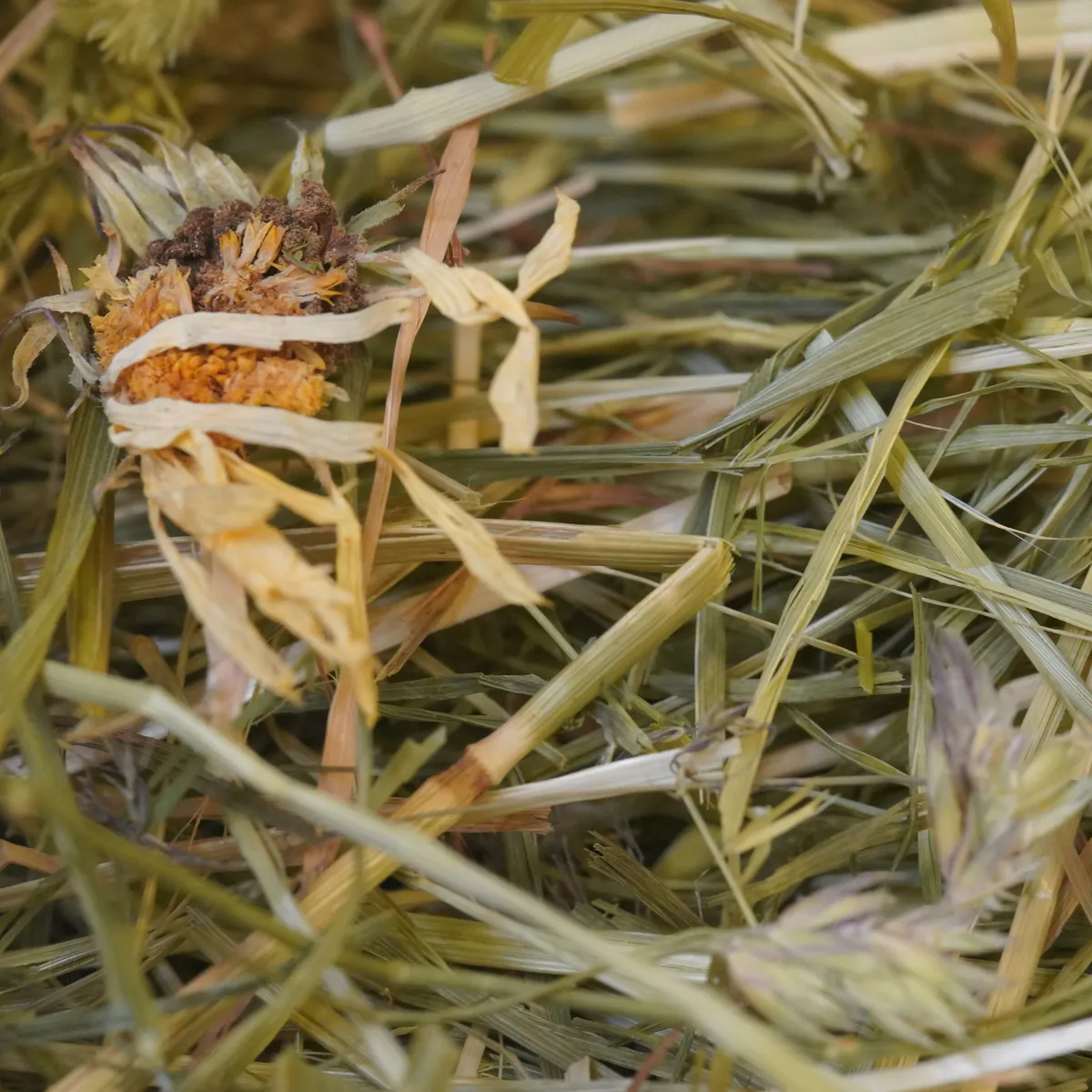 KonaCorn kruidenhooi weegbree paardenbloem
