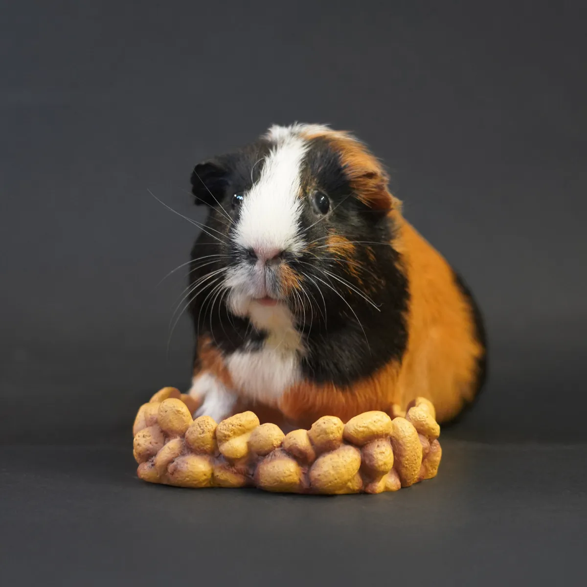 Jouw Cavia Pebble Bowl S voerbak polyester