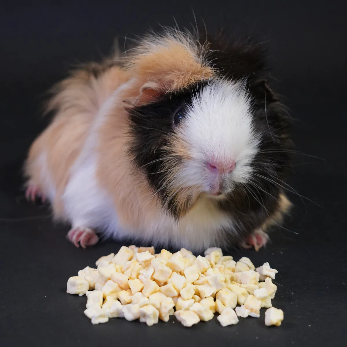 Jouw Cavia Appelblokjes snack met vitamine C