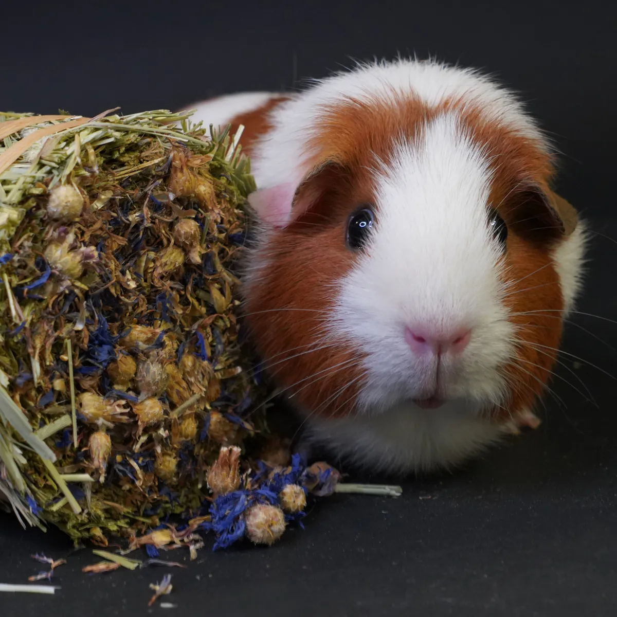 Jouw Cavia Hay Cake box set 1 hooikoek proefset