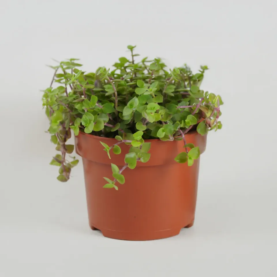 Jouw Konijn Originals Knabbelplant knaagspeelgoed konijn