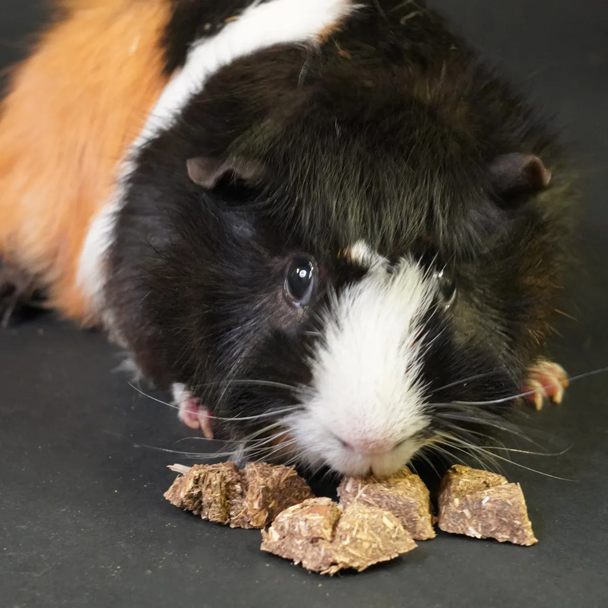 Jouw Cavia Prebiotic Cracker caviasnack darmflora
