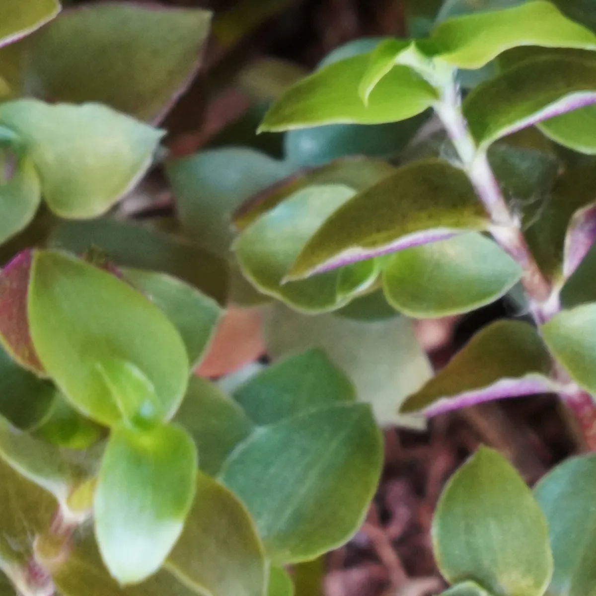 Jouw Cavia Knabbelplant verse plant vitamine