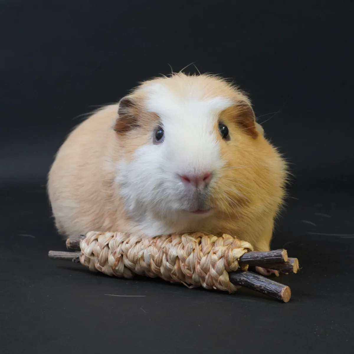 Jouw Cavia Wooden Sticks Toy knaaghout cavia natuurlijk