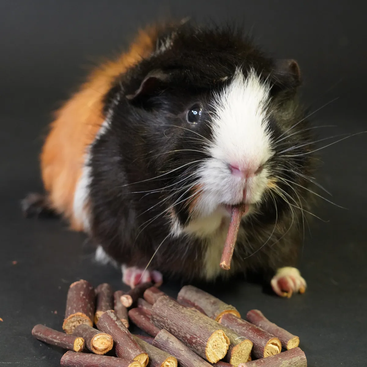 Jouw Cavia knabbelhout linde knaagspeelgoed
