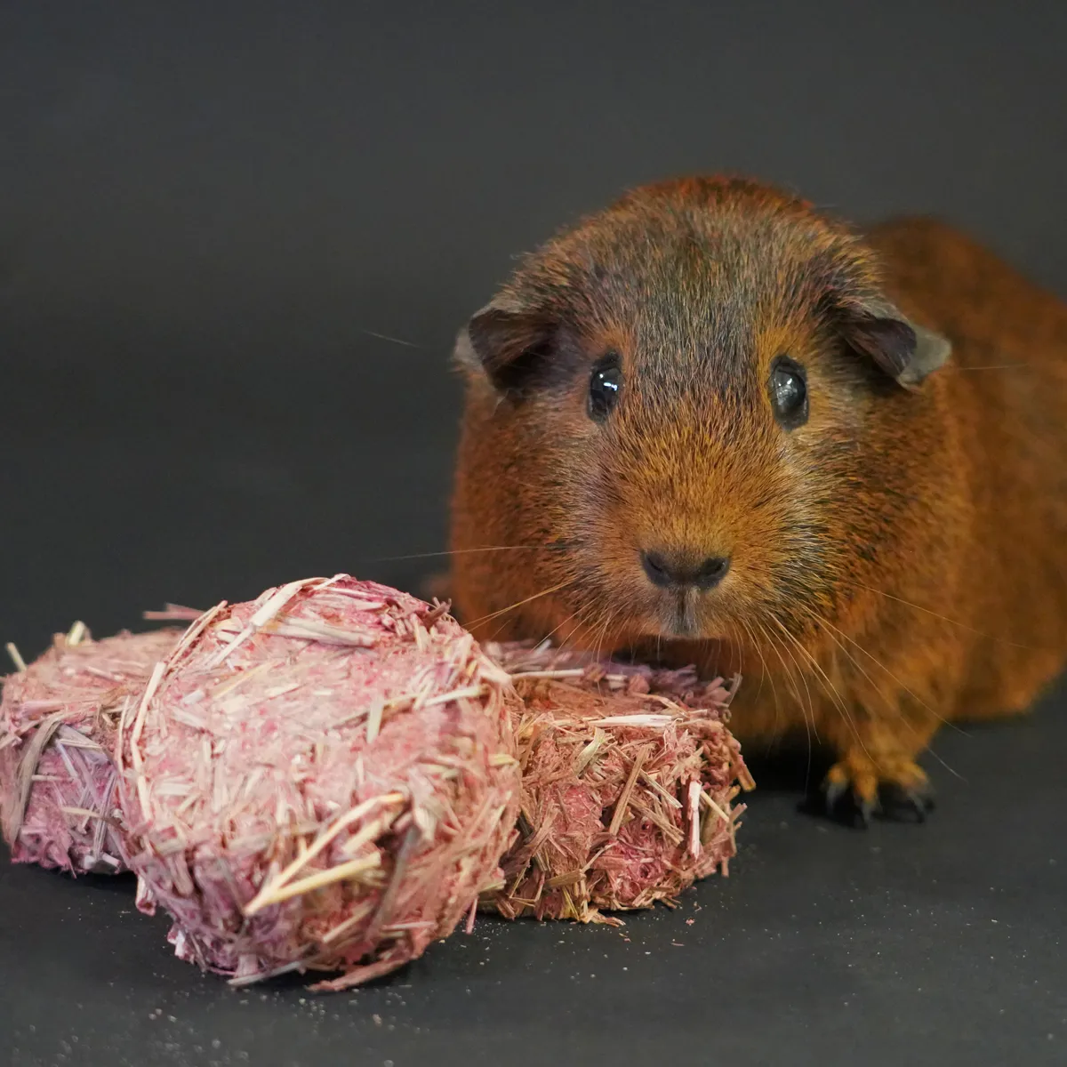 Jouw Cavia Hay Rondo's caviasnack rode biet natuurlijk