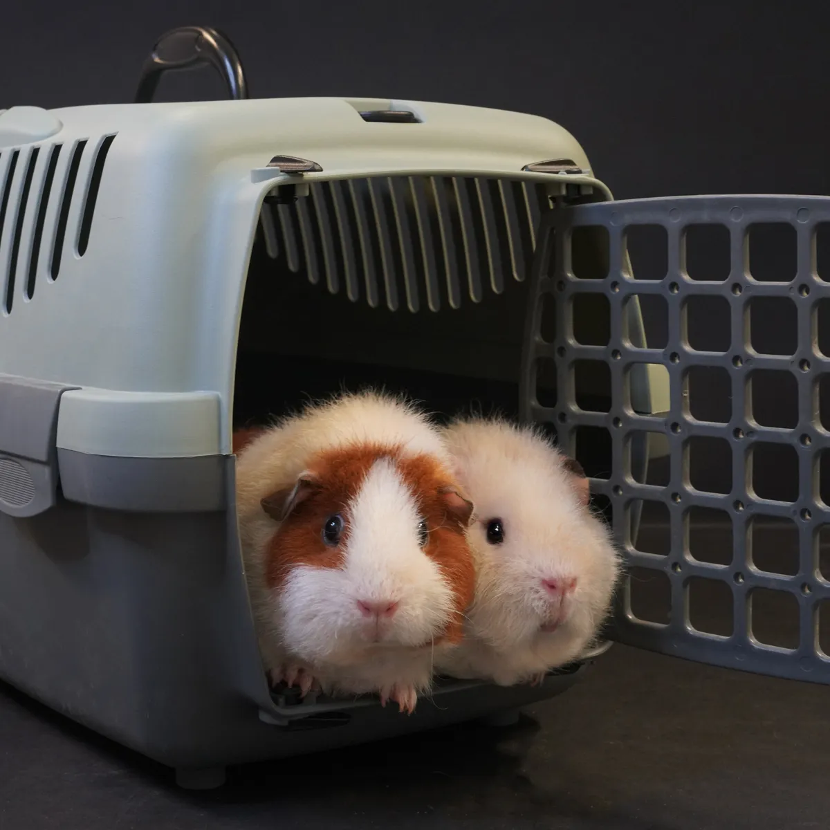 Jouw Cavia Reismand M gerecycled kunststof met deksel